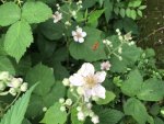 Wildrose mit Besuch.JPG