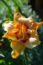 2allfireup.webp