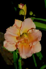 2sildoubleclassic.webp