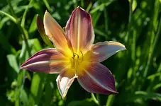 2vlillasbicolore.webp