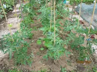 IMG_1177.jpg