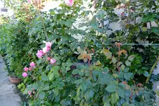 2016_06223april20160040.webp