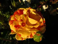 IMG_0664.webp