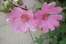 SAM_1619.webp
