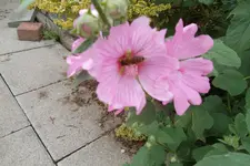 SAM_1620.webp