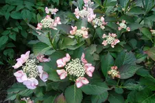SAM_1623.webp