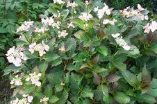 SAM_1624.webp
