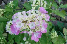 SAM_1629.webp