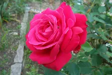 SAM_1625.webp