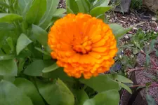 SAM_1626.webp