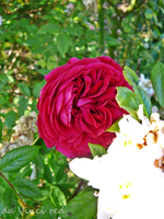 P1120249.webp