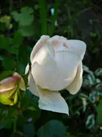 P1120250.webp