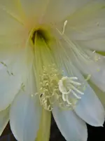 P1120238.webp