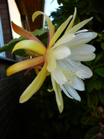 P1120239.webp