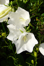 P1120240.webp