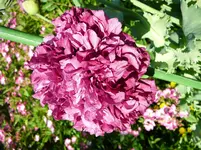 P1120248.webp