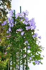 DSC_8426.webp