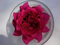rsn2016 (7).webp
