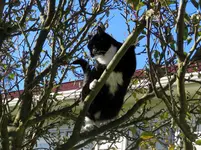Mietze & Vogel v (2).webp