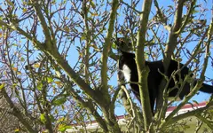 Mietze & Vogel v (4).webp