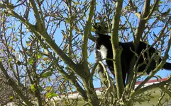 Mietze & Vogel v (5).webp