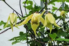 DSCF6400 (2).webp
