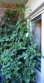 Black Cherry ganz.webp