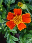 Tagetes 1.jpg