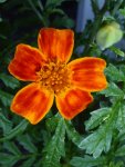 Tagetes2.jpg