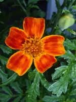 Tagetes2.jpg