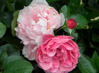 DSCN6491.webp