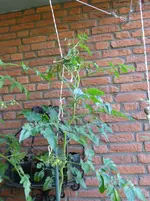 White Currant einzel.jpg