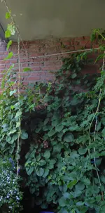 Winde.webp