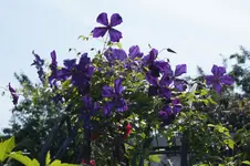 _DSC0608.webp