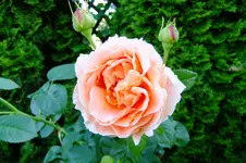 2016_06223april20160045.webp