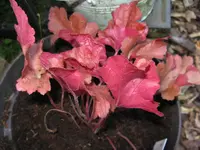 paprika_1024x768.webp