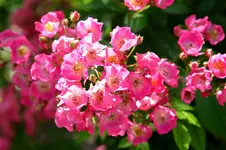 2016-06-20-9067 - Kopie.webp