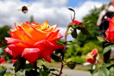 2016-06-20-9075 - Kopie.webp