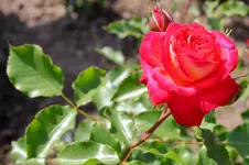 2016-06-20-9076 - Kopie.webp