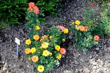 2016-06-20-9078 - Kopie.webp