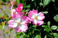 2016-06-20-9083 - Kopie (2).webp