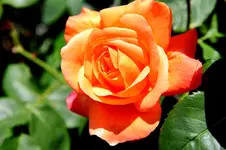 2016-06-20-9085 - Kopie.webp