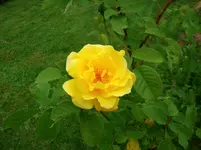 2016-06-21 Rosensteckling Blüte  offen.jpg
