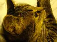 IMGP2930.webp