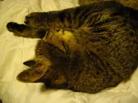 IMGP2927.webp