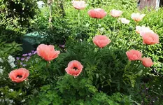 DSCF6451 (3).webp