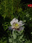 DSCN4172.jpg