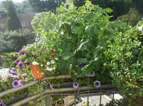 DSCN4163.webp