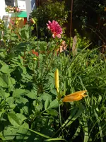 DSCN4168.webp
