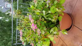20160624_090804.webp